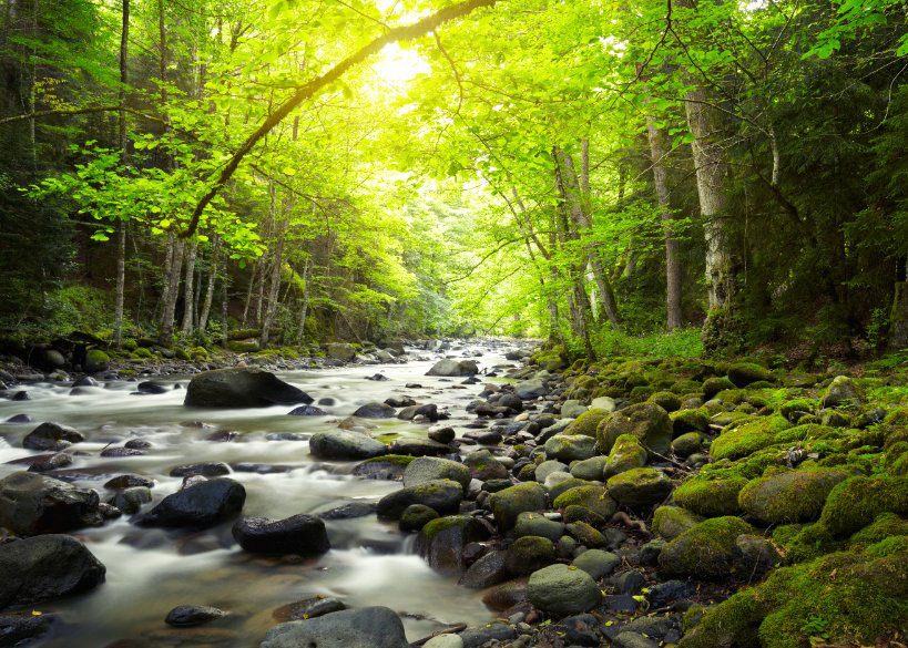 Ruisseau entre les pierres moussues, sous les feuillus